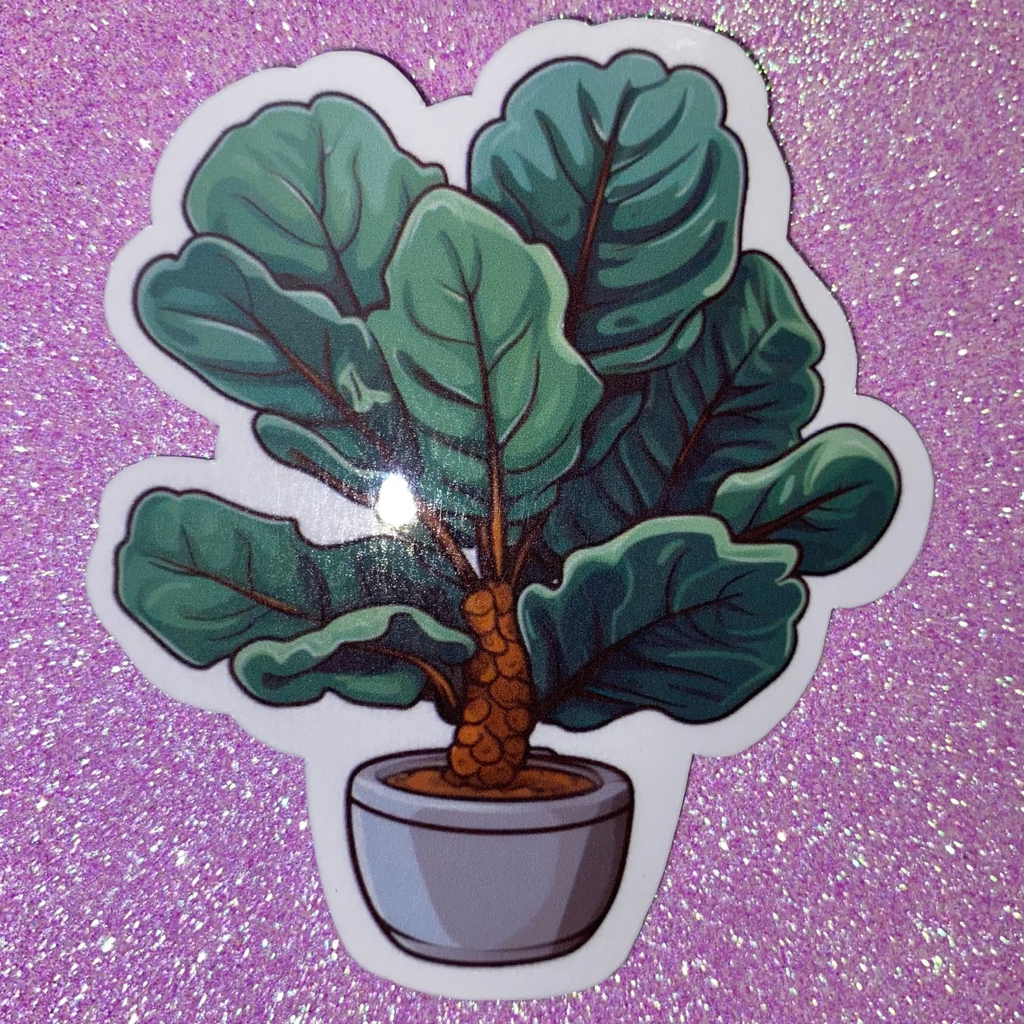 Fiddle Leaf Fig