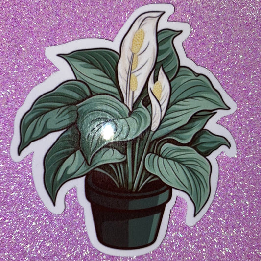 Peace Lily