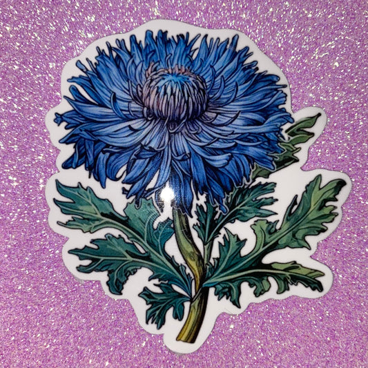 Cornflower